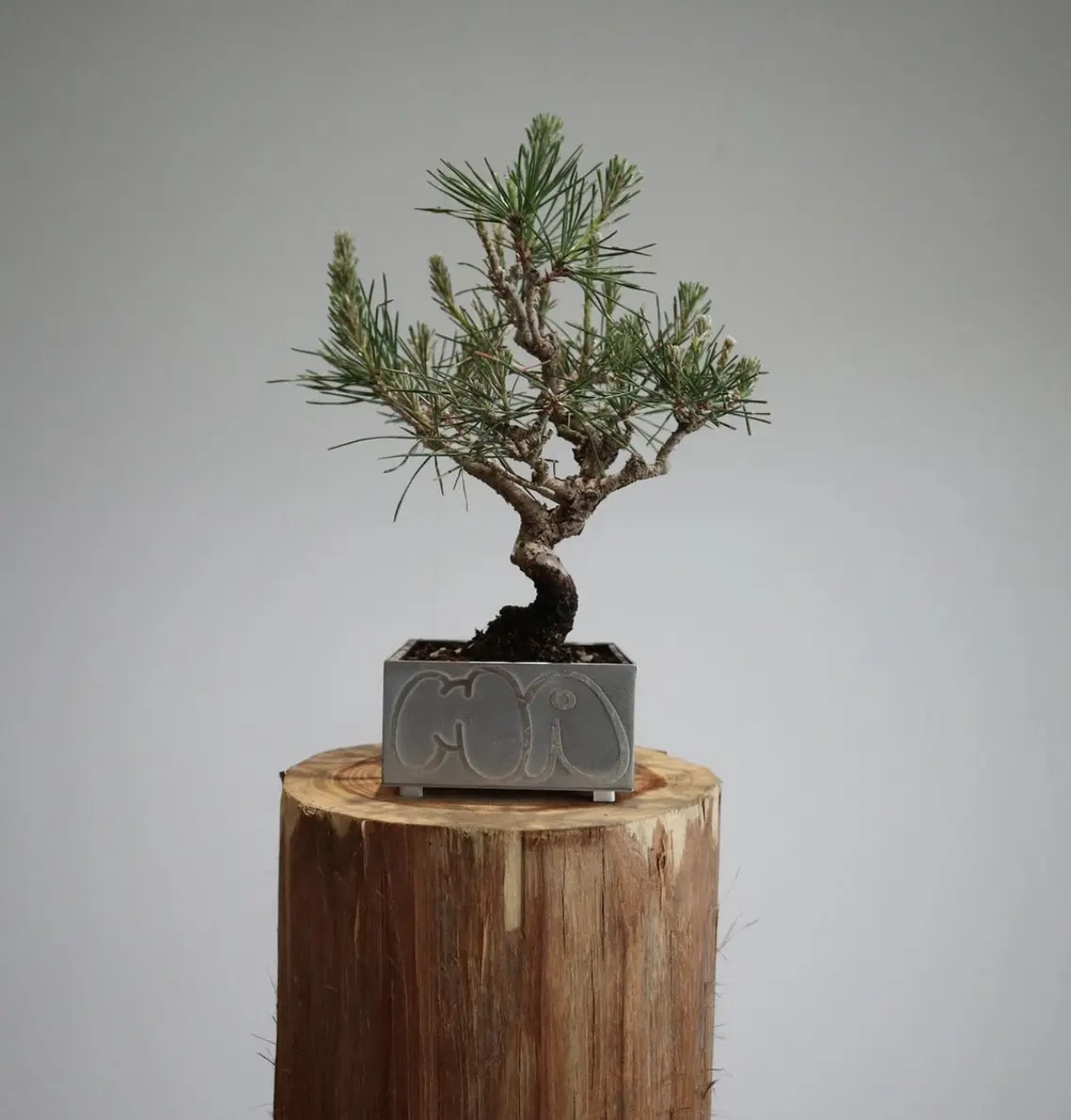 木の台の上に置かれた、錫の鉢に植えた松の盆栽